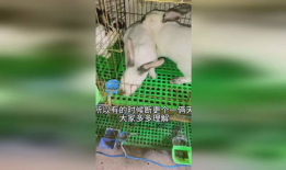 兔子交配视频,自然繁衍的奇妙瞬间