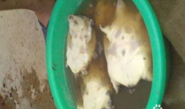 怎样杀甲鱼视频,揭秘高效杀甲鱼技巧